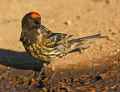 Корольковый вьюрок фото (Serinus pusillus) - изображение №2935 onbird.ru.<br>Источник: lananhbirds.com